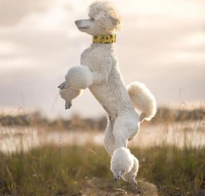 Top Ảnh Poodle Đẹp