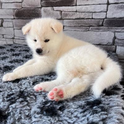 Bán Cho Akita Inu Lông Màu Tắng