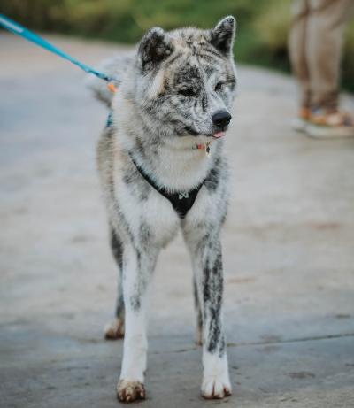 Bán Chó Akita Inu Lông Màu Vện (Brindle)