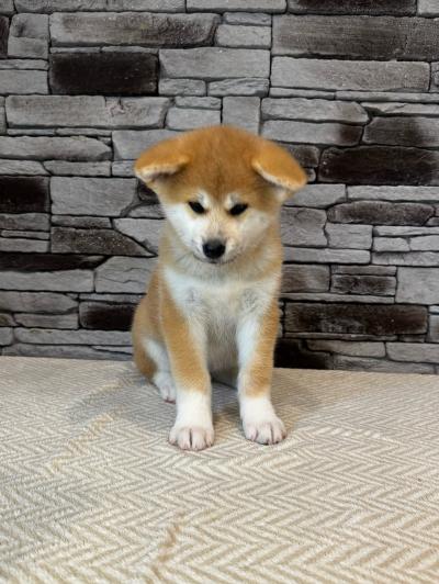 Bán Chó Akita Inu Lông Vàng Đỏ