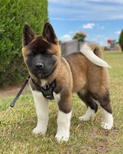 Bán Chó Akita Inu Màu Vừng (Sesame)