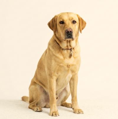 Bán Chó Labrador Thuần Chủng