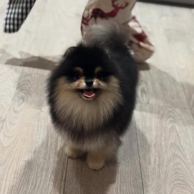 Bán Chó Phốc Sóc Lông Màu Đen