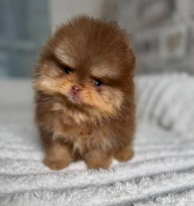 Bán Chó Phốc Sóc Lông Màu Nâu