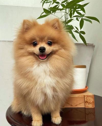 Bán Chó Phốc Sóc Lông Màu Nâu