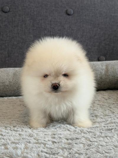 Bán Chó Phốc Sóc Lông Màu Trắng