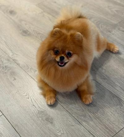 Bán Chó Phốc Sóc Lông Màu Vàng