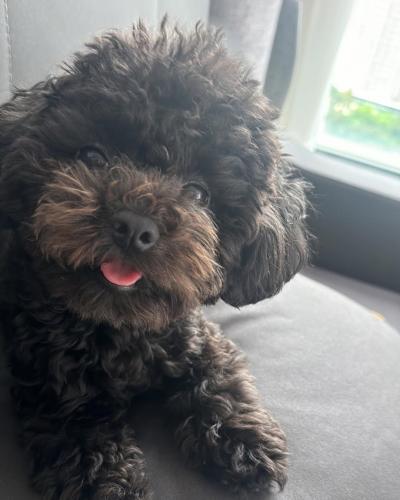 Bán Chó Poodle Màu Đen