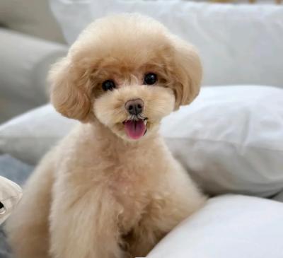 Bán Chó Poodle Màu Lông Kem Sữa