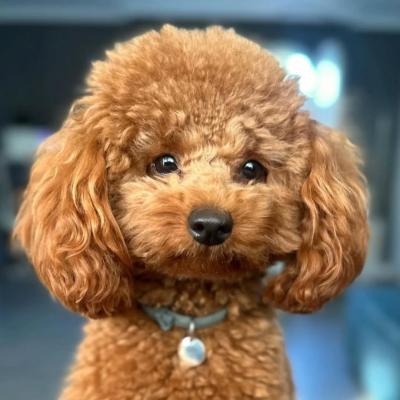 Bán Chó Poodle Màu Nâu