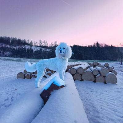 Bán Chó Poodle Màu Trắng