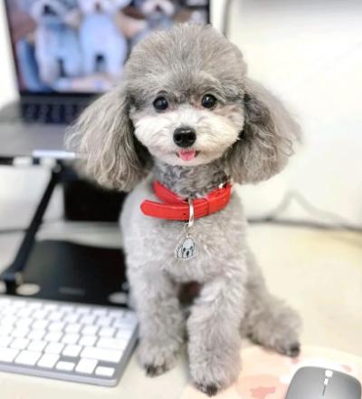 Bán Chó Poodle Lông Xám Khối