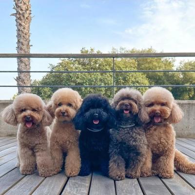 Các Giống Chó Lai Với Poodle