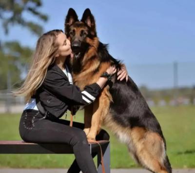 Cách phối giống nhân giống Chó Becgie Đức