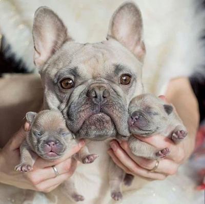 Cách Phối Giống, Nhân Giống Chó Bull Pháp Chuẩn Kỹ Thuật