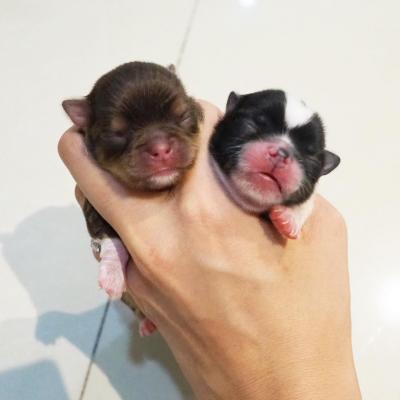 Cách Phối Giống Nhân Giống Chó Chihuahua