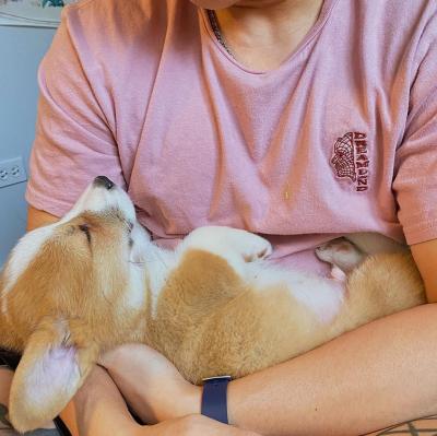 Cách Phối Giống – Nhân Giống Chó Corgi Chuẩn Kỹ Thuật, Tăng Tỷ Lệ Đậu Thai