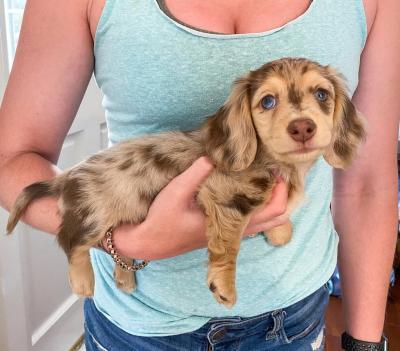 Cách Phối Giống Nhân Giống Chó Lạp Xưởng (Dachshund) Chuẩn Kỹ Thuật, An Toàn & Hiệu Quả