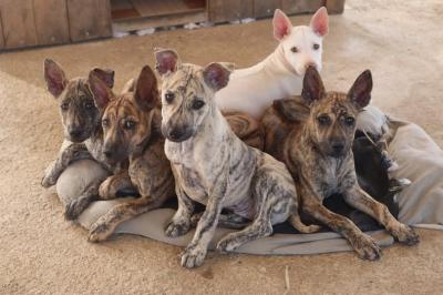 Cách phối giống & nhân giống Chó Phú Quốc (Phu Quoc Ridgeback)