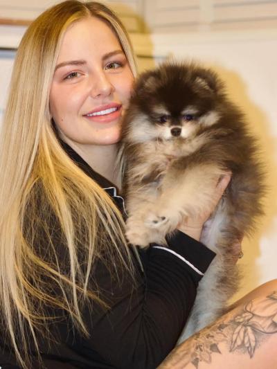 Cách phối giống – nhân giống chó Pomeranian (chó phốc sóc)