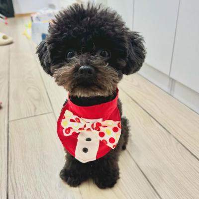 Cách Phối Giống Nhân Giống Chó Poodle Chuẩn Kỹ Thuật