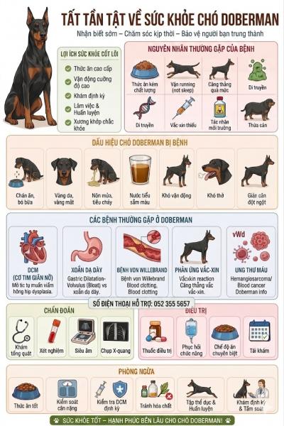 Chăm Sóc Sức Khỏe Chó Doberman Đúng Cách