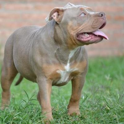 Chó Bully American