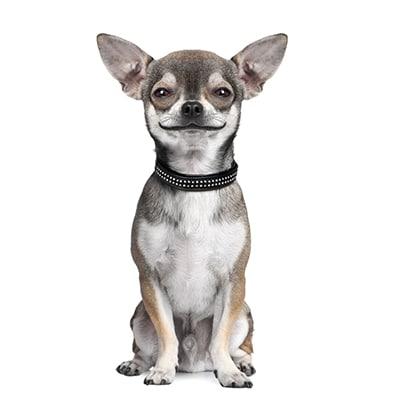 Chó Chihuahua - Chiquaqua