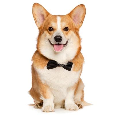 Chó Corgi