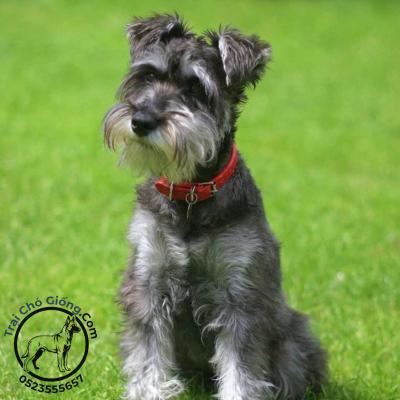 Chó Ông Già Miniature Schnauzer Thuần Chủng