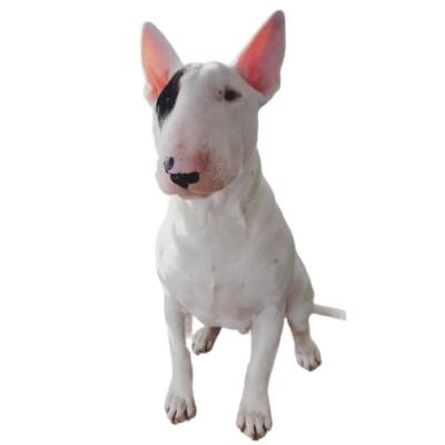 Chó Sục Bò - Bull Terrier
