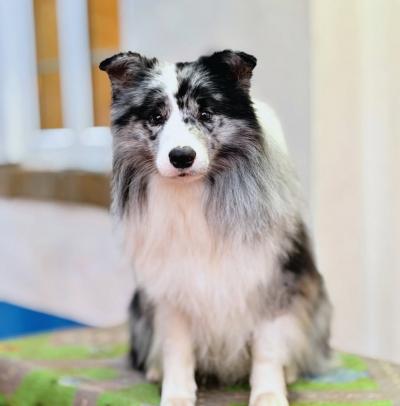 Hướng dẫn nhân giống và phối giống cho giống chó Border Collie