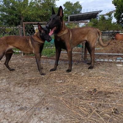 Hướng Dẫn Phối Giống Chó Malinois - Becgie Bỉ