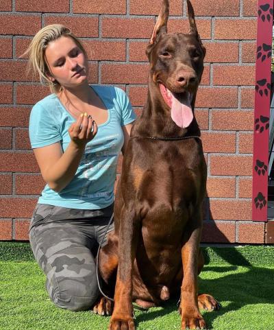 Hướng Dẫn Phối Giống Chó Doberman