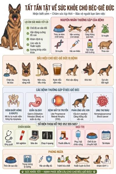Lưu Ý Sức Khỏe Chó Becgie Đức