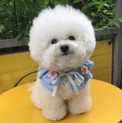 Mua Bán Chó Bichon Frise Uy Tín