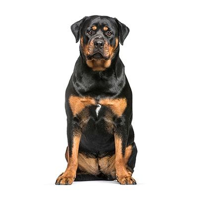 Mua Bán chó rottweiler