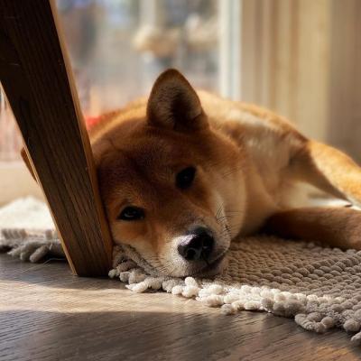 Nguyên Nhân Chó Ói Ra Máu Đi Ra Máu Và Cách Chữa Bệnh