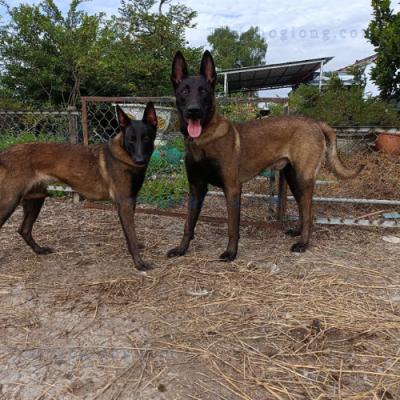 Phối Giống Chó Chuyên Nghiệp