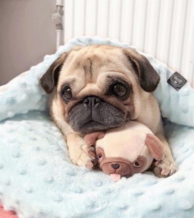 Phối Giống Chó Pug Chuẩn Kỹ Thuật 