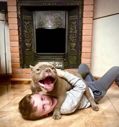 Phối Giống Nhân Giống Chó Bully Exotic 