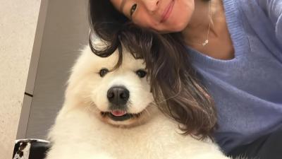 Phối Giống Nhân Giống Chó Samoyed Chuẩn Kỹ Thuật