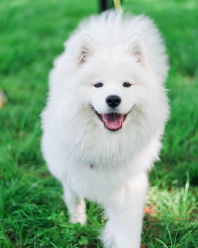 Samoyed
