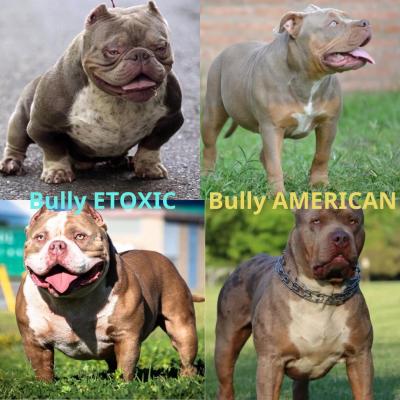 So Sánh Giữa Chó American Bully Và Exotic Bully