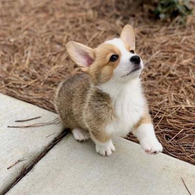 Top Ảnh Corgi