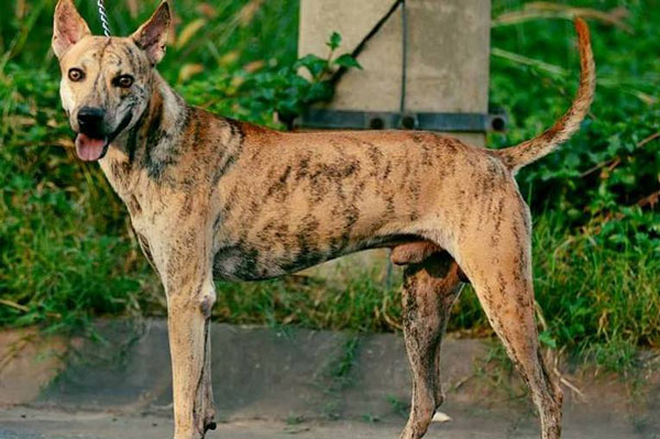 Chó Phú Quốc: Chó Phú Quốc là một giống chó đáng yêu nhất mà ai cũng nên biết. Họ rất trung thành và thân thiện với con người. Nếu bạn muốn chào đón một thành viên mới vào gia đình của mình, hãy xem tấm hình về chó Phú Quốc, chắc chắn bạn sẽ không thể rời mắt khỏi họ.