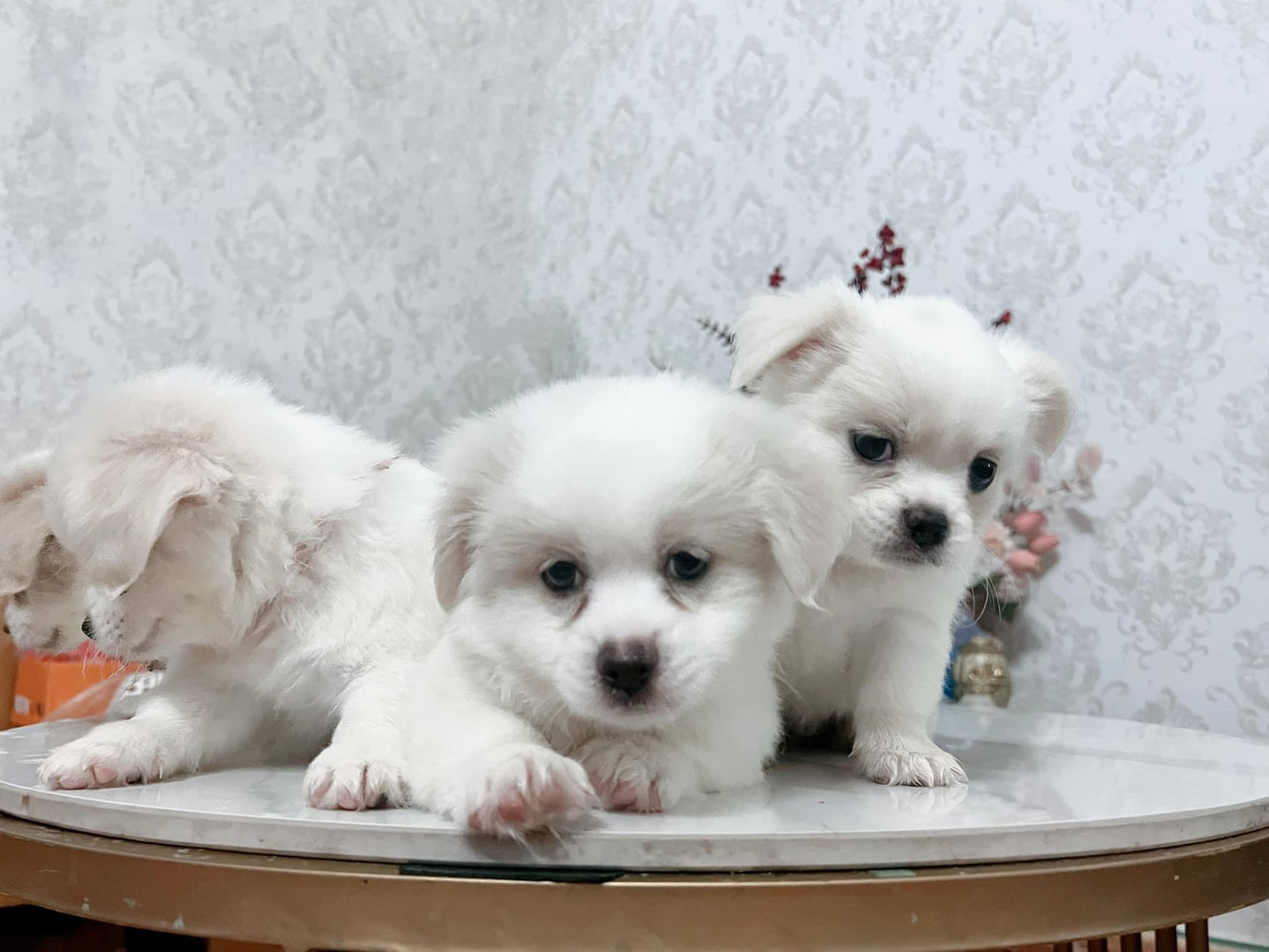Các Gi ống Chó Lai Với Poodle